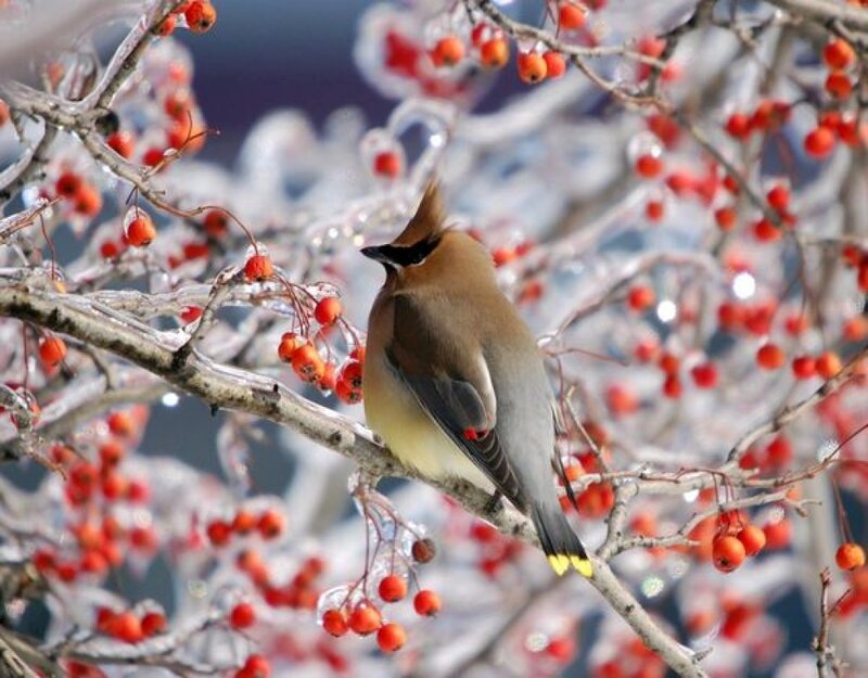 Bird on Berry Branch — Red, Calm, Winter, Photograph, Berries, Ice