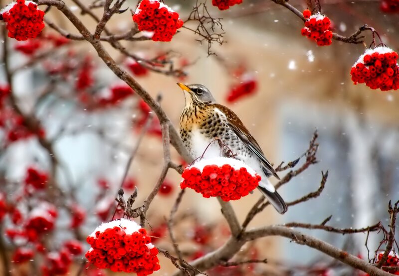 Bird on Berry Branch — Red, Calm, Winter, Photograph, Berries, Snow