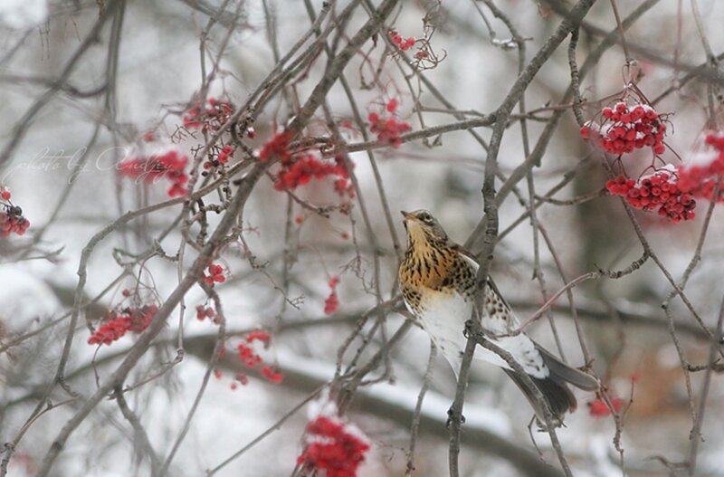 Bird on Berry Branch — Red, Calm, Winter, Photograph