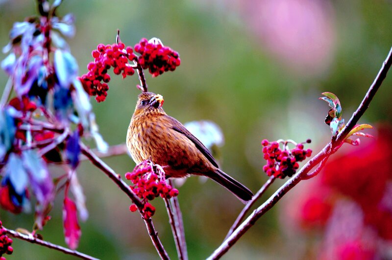 Bird on Berry Branch — Red, Natural
