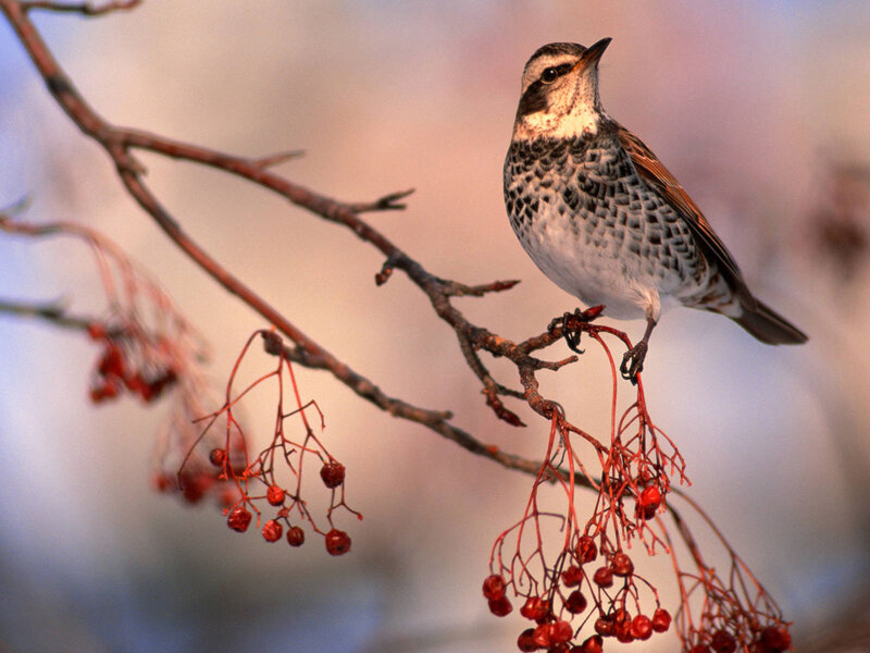 Bird on Berry Branch — Red, Serene, Autumn
