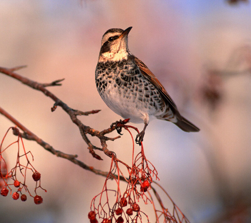 Bird on Berry Branch — Red, Serene
