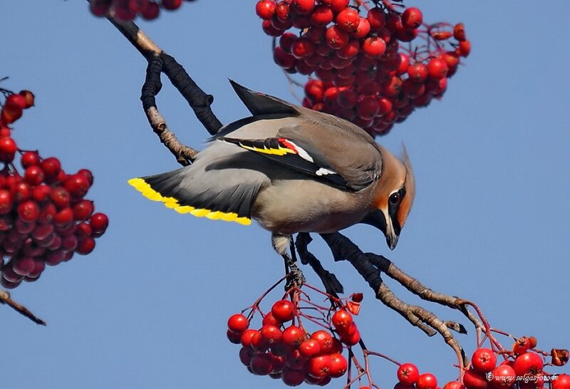 Bird on Berry Branch — Red