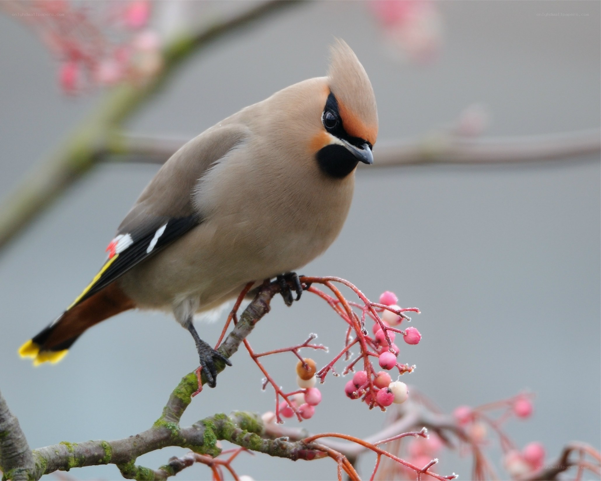 bird on berry branch