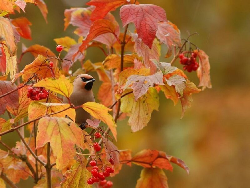 Bird on Berry Bush — Red