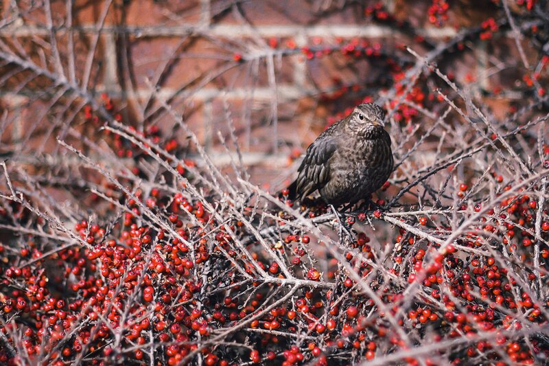 Bird on berry bush