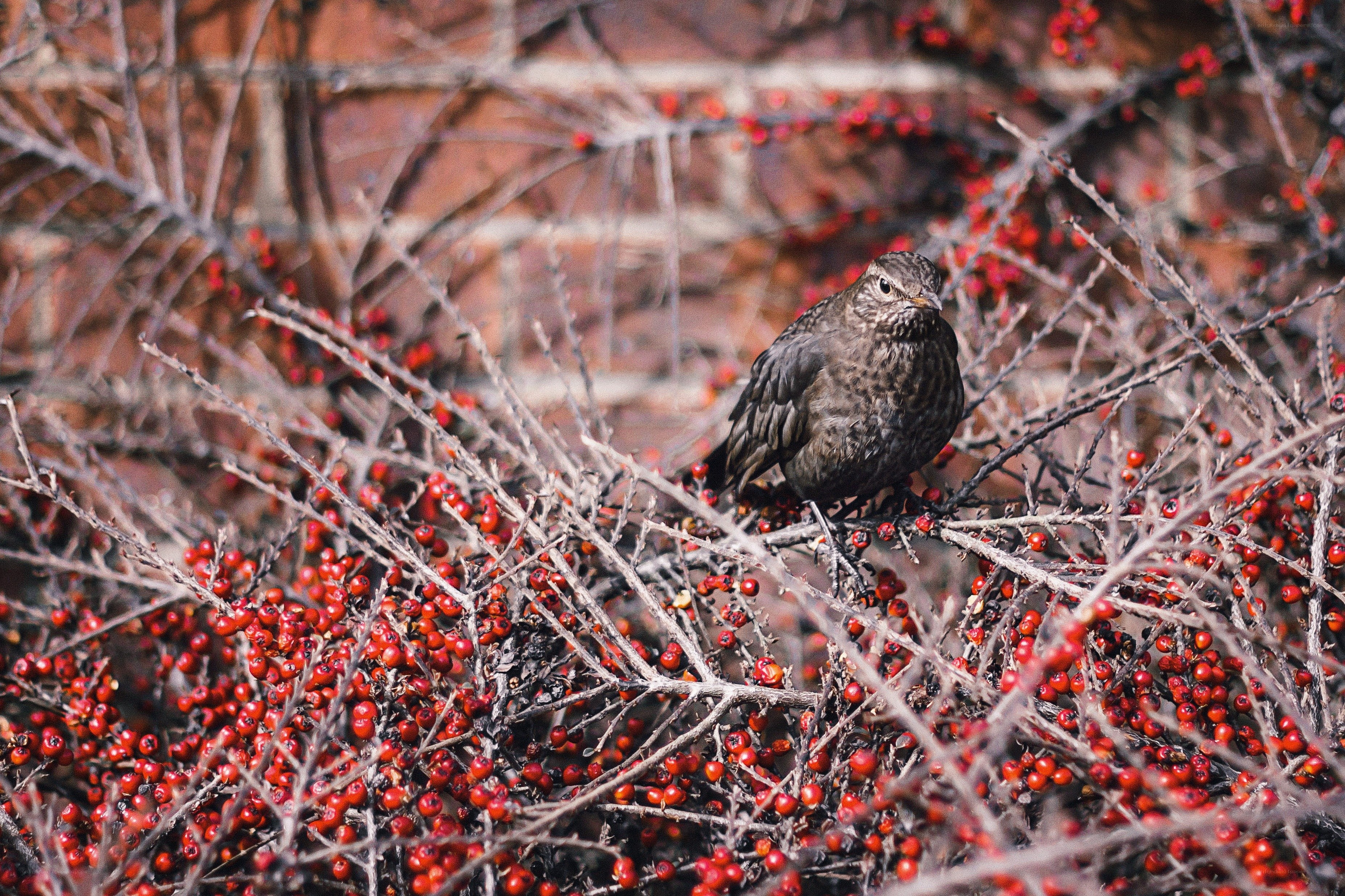 Bird on berry bush