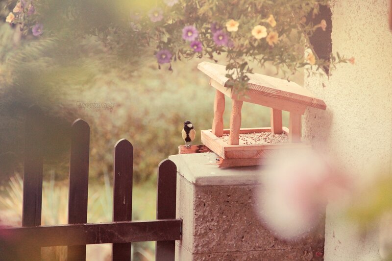 Bird on Bird Feeder