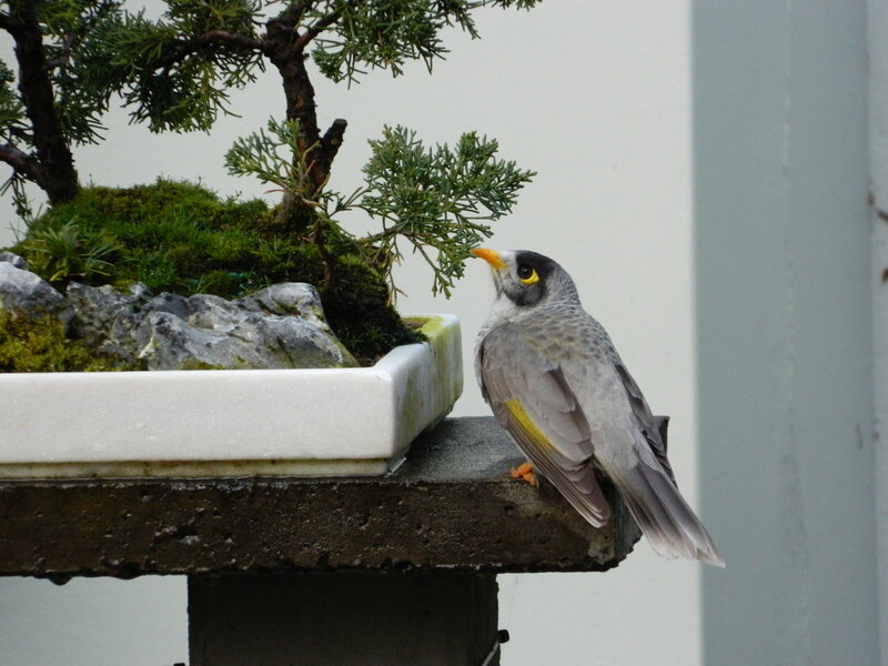 Bird on Bonsai Pot
