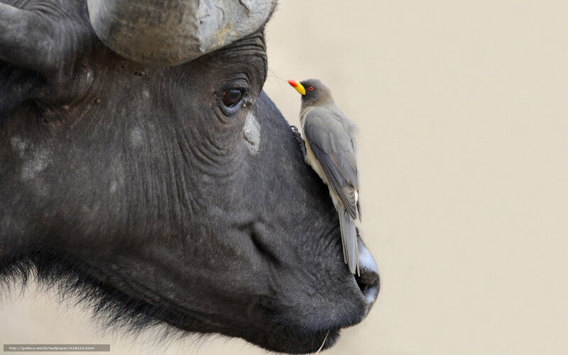 Bird on Buffalo Head — Gray