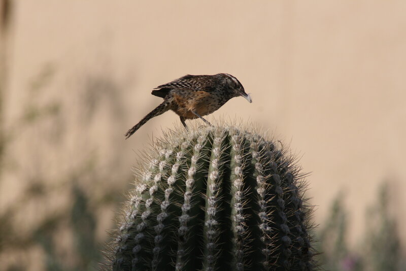 Bird on Cactus