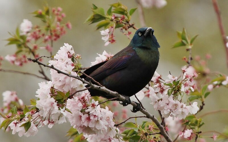 Bird on Cherry Blossom — Black