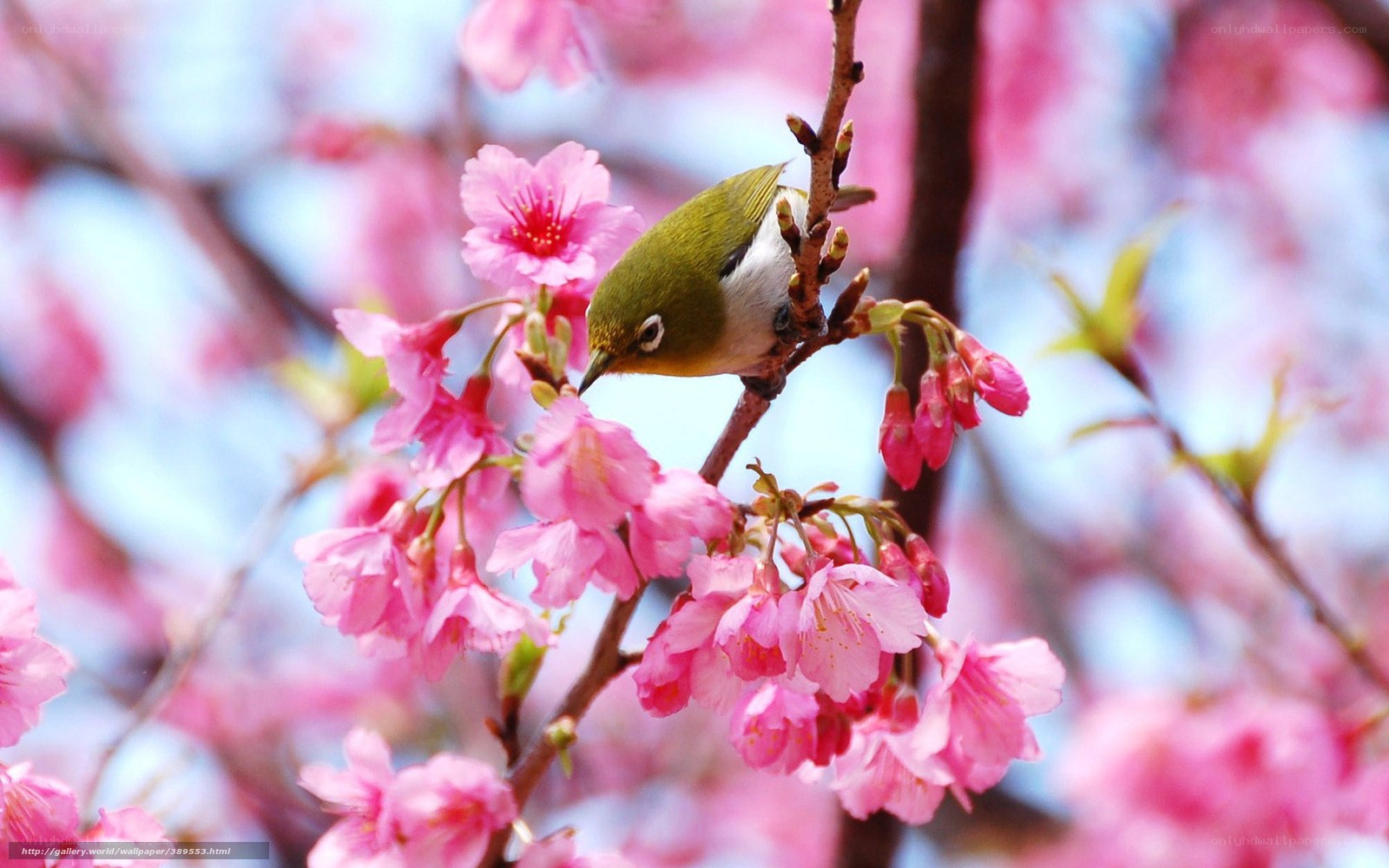 Bird on cherry blossom branch
