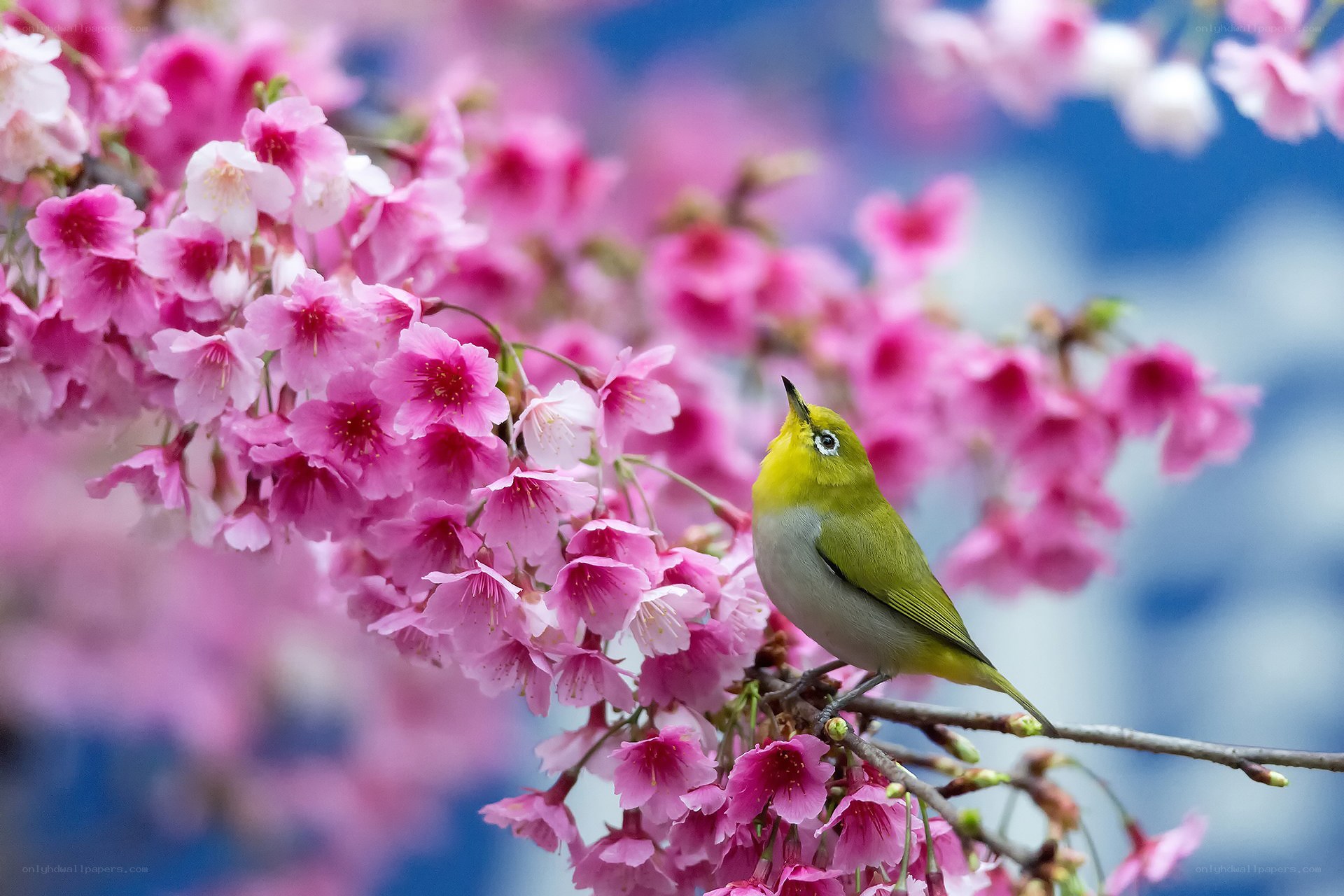 Bird on cherry blossom branch