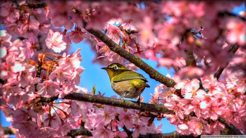 Bird on cherry blossom branch