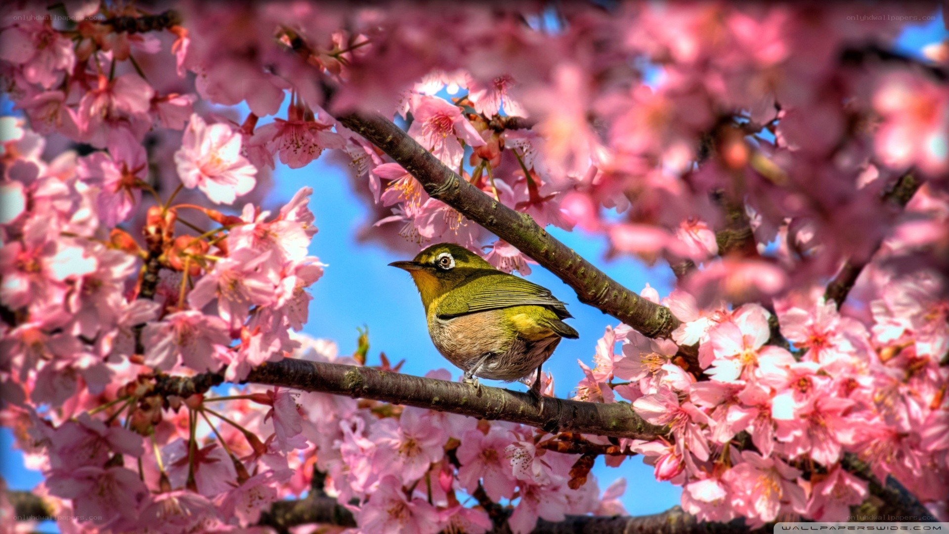 Bird on cherry blossom branch