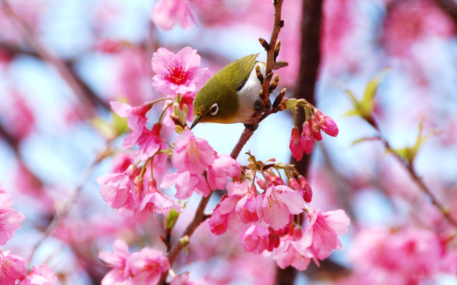 Bird on cherry blossom branch