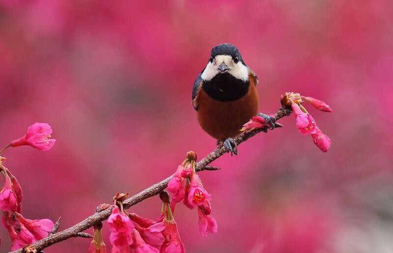 Bird on Cherry Blossom Branch — Pink, Serene, Spring, Photograph, Cherry Blossoms