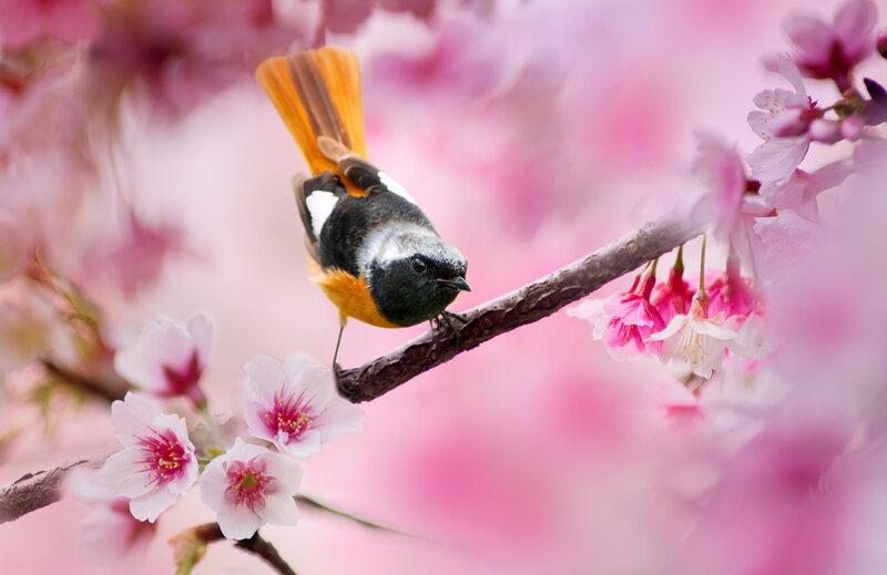 Bird on Cherry Blossom Branch — Pink, Serene, Spring