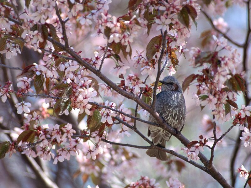 Bird on Cherry Blossom Branch — Pink, Serene