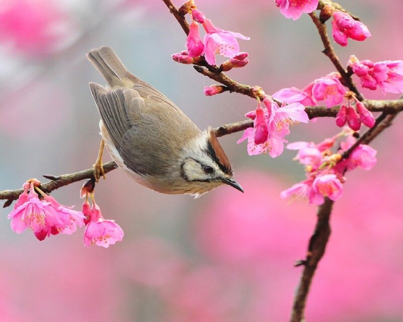 Bird on Cherry Blossom Branch — Pink