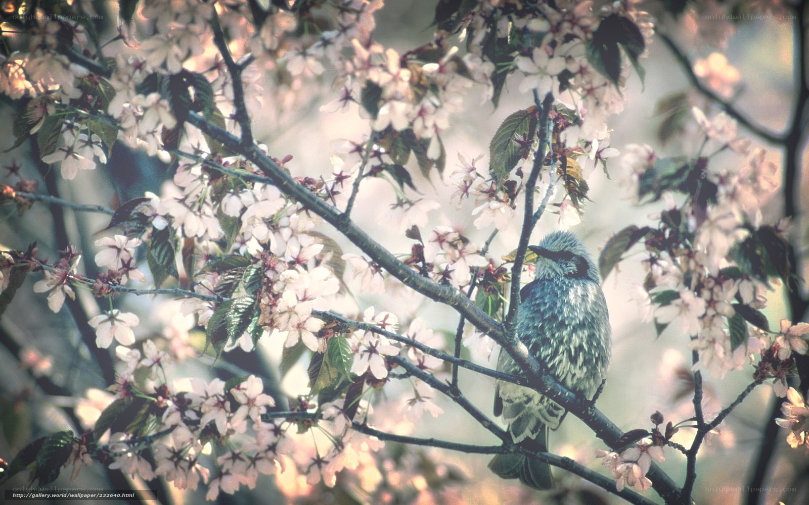 bird on cherry blossom branch