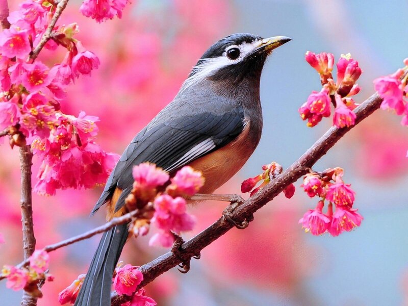 Bird on Cherry Blossom — Pink, Serene, Spring, Photograph, Cherry Blossoms, Branch, Flower, Gray