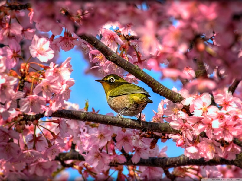 Bird on Cherry Blossom — Pink, Serene, Spring, Photograph, Cherry Blossoms, Branch, Sky