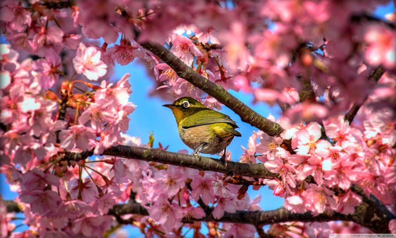 Bird on Cherry Blossom — Pink, Serene, Spring, Photograph, Cherry Blossoms, Branch