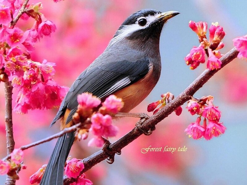 Bird on Cherry Blossom — Pink, Serene, Spring, Photograph