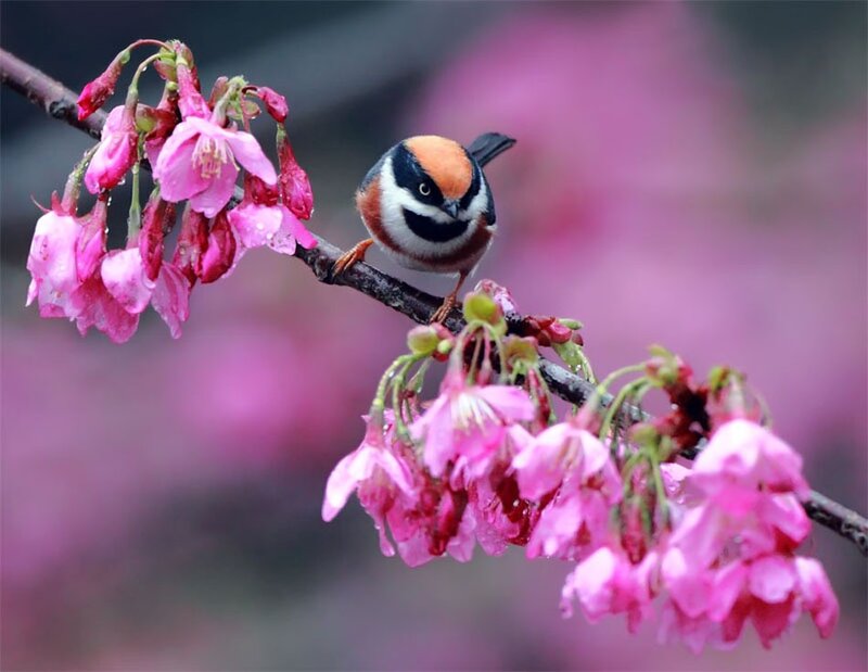 Bird on Cherry Blossom — Pink, Serene, Spring