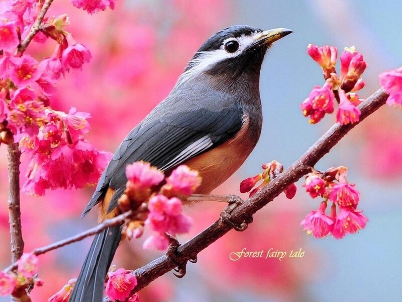Bird on Cherry Blossom — Pink, Serene