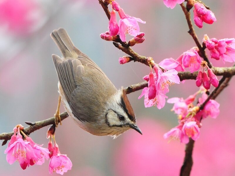 Bird on Cherry Blossom — Pink