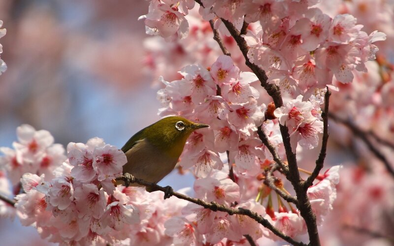 Bird on Cherry Blossoms — Pink