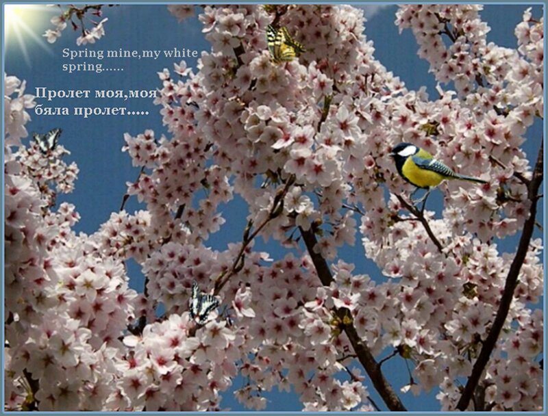 Bird on Cherry Blossoms