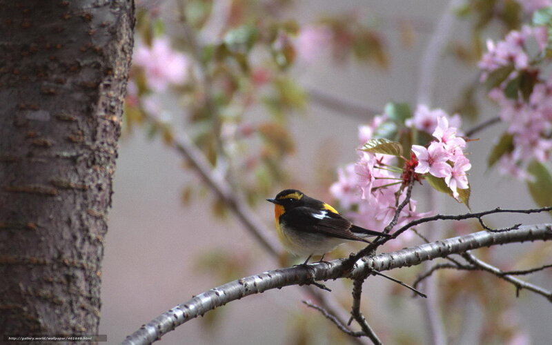 Bird on Cherry Branch — Pink