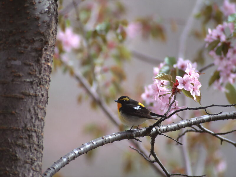 Bird on Cherry Branch