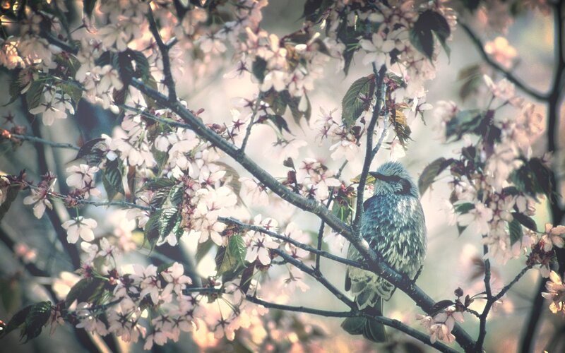 Bird on Cherry Branch — White