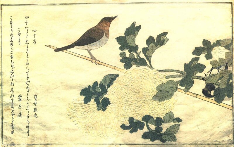 Bird on Chrysanthemum