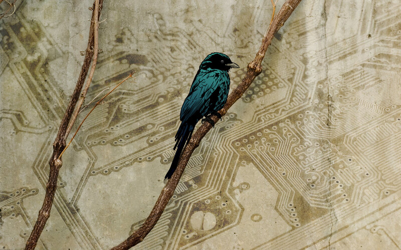 bird on circuit board