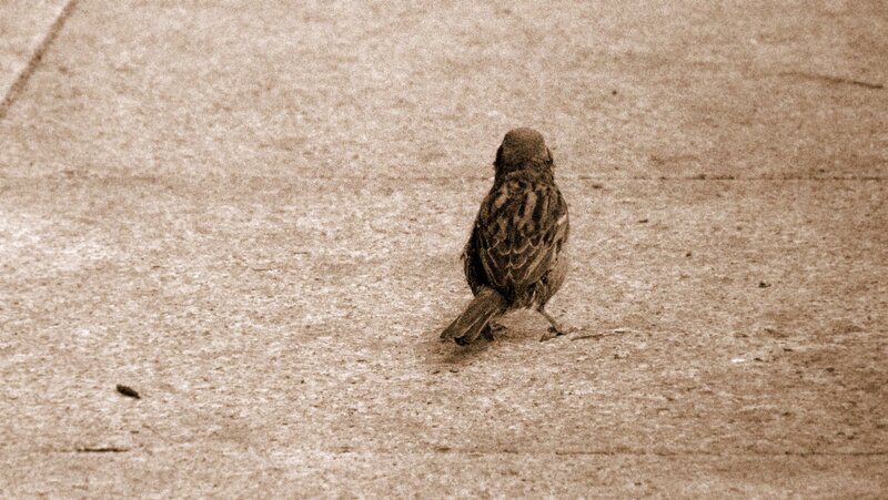 bird on concrete ground