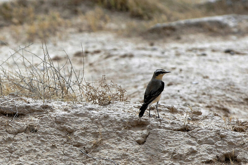 bird on cracked earth