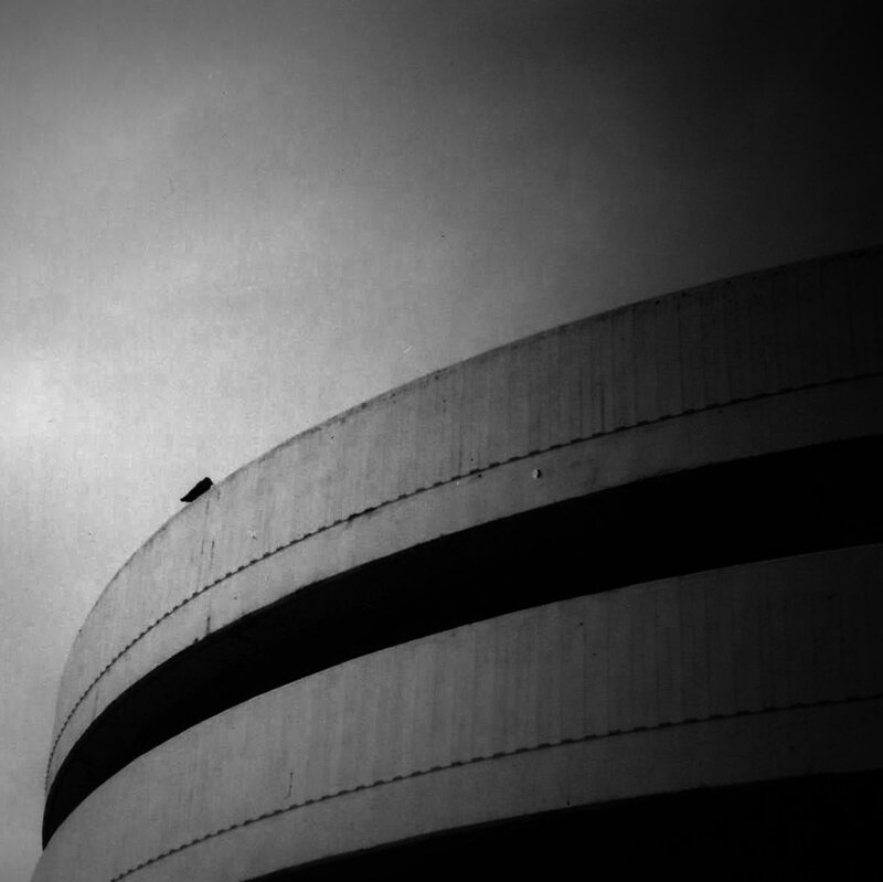 bird on curved building