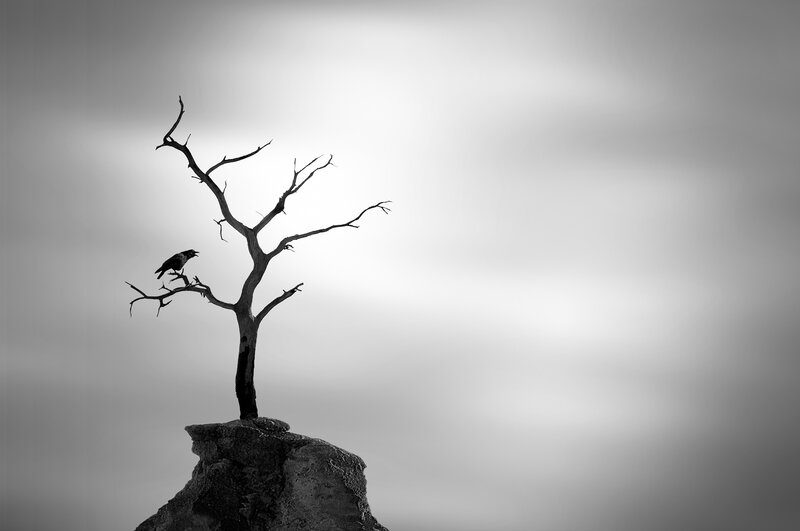 Bird on Dead Tree — Black