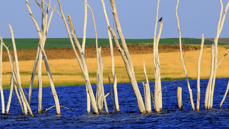 Bird on Dead Tree — Blue, Serene
