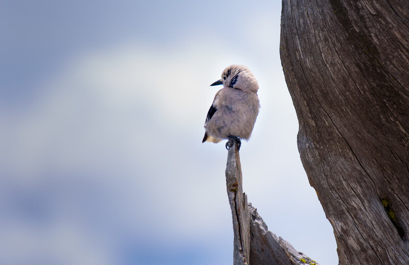 Bird on Dead Tree — Gray