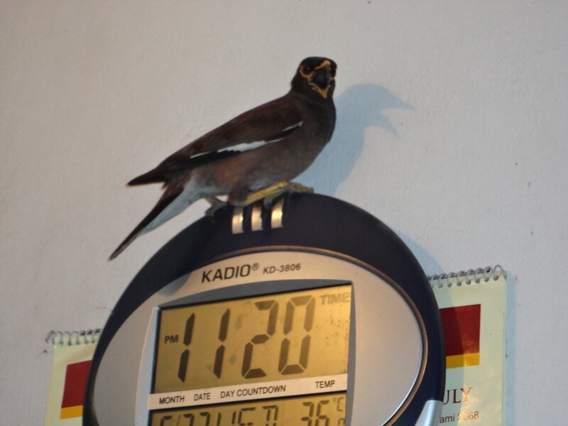 Bird on Digital Clock