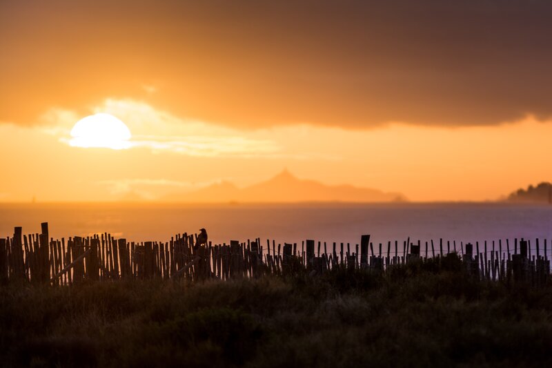 Bird on Fence at Sunset