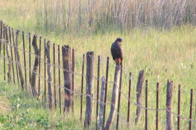 Bird on Fence Post — Green, Calm, Afternoon