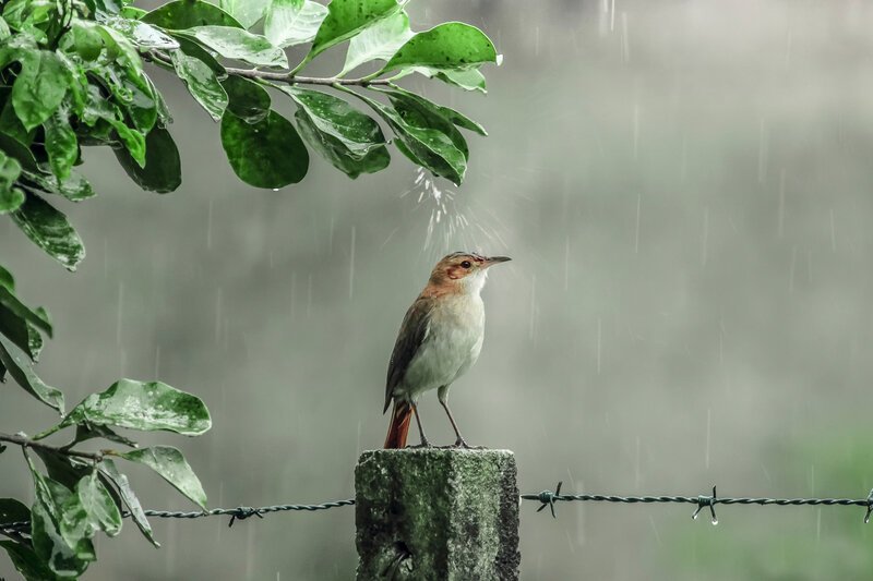Bird on Fence Post — Green, Calm